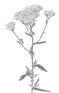 Achillea Millefoglie